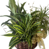 A combination of three different plants that create a beautiful arrangement to