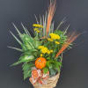 Pick a patch of plants and pumpkins with our Pumpkin Patch Plant