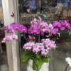 Pink and lavender orchids arranged in a white pot