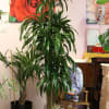 Tall potted dracaena plants in black and white containers