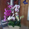 Potted orchids in pink, white, and pale green with decorative butterflies