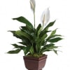 Potted peace lily plant with white blooms in a brown planter