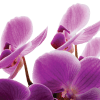 Cluster of purple orchid blooms on a transparent background