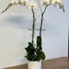 White orchid plant in a white pot on a wooden table