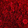 Dense arrangement of red roses filling the frame