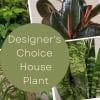 Collage of assorted houseplants with the words "Designer’s Choice House Plant"