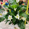 White lilies in a basket with a white ribbon