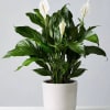 Potted peace lily with white blooms in a white planter