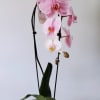 Pink phalaenopsis orchid in a white pot with support stakes