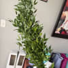 Glossy Italian ruscus brings clean, airy movement to any floral project -