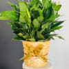Potted peace lily arrangement in a woven basket with a gold ribbon