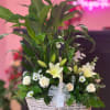This large basket is made with a pretty peace Lilly and fresh