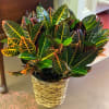 This colorful plant is in a nice basket and a bow is