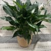 Potted peace lily plant with white blooms