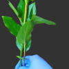 Single red rose held by a gloved hand