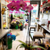 Potted purple orchid with large blooms in a red container