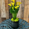 Our Urban Calla is a premium selection that flaunts its statement setting