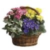 A colorful assortment of blooming plants arranged in a decorative wicker basket.