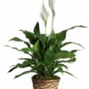 Lush green peace lily plant with white blooms in a woven basket pot