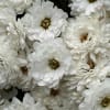 Cluster of white daisy-like flowers with layered petals