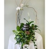 Potted plant arrangement with white orchids and trailing greenery