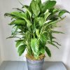 Potted green houseplant with broad glossy leaves in a metal container