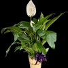 Potted peace lily with white blooms in a woven basket