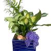 Tropical potted plant arrangement in a blue ceramic container with a purple polka-dot bow