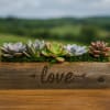 Succulent arrangement in a wooden box with the word love