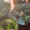 Glass terrariums filled with assorted succulents and decorative shells