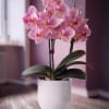 Pink orchid plant in a white pot on a wooden floor