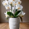 White orchid plant in a white ceramic pot