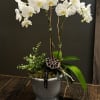 White orchid plant in a gray pot with moss and decorative accents