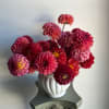 Pink and red dahlias arranged in a white vase