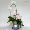 You can never go wrong with an orchid, it&rsquo;s long-lasting, it&rsquo;s classic