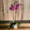 Potted purple orchid with broad green leaves in a white square planter