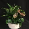 Potted tropical foliage arrangement in a white ceramic bowl