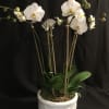 White orchid plant in a decorative ceramic pot