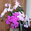 Arrangement of pink and purple orchids in a glass vase