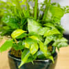 Variety of dishgardens available in a ceremic container.   Selection/color could