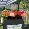 Colorful flower buckets arranged under a striped umbrella outdoors