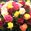 This vibrant arrangement features 50 multi-colored roses, accented with fresh greenery, creating