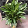 A serene peace lily, offering comfort and lasting remembrance.