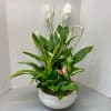 White peace lilies and green foliage in a white bowl planter.
