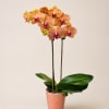 Potted orchid with orange patterned blooms and broad green leaves