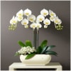 White phalaenopsis orchids arching from tall, sculptural stems create a serene statement
