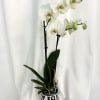Elegant and timeless, these white orchid plants are beautifully presented in charming