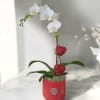 White orchid arrangement in a red pot with red heart decorations