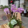 Potted arrangement of purple orchids and succulents in a round container