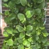 Trailing pothos plant in a hanging pot